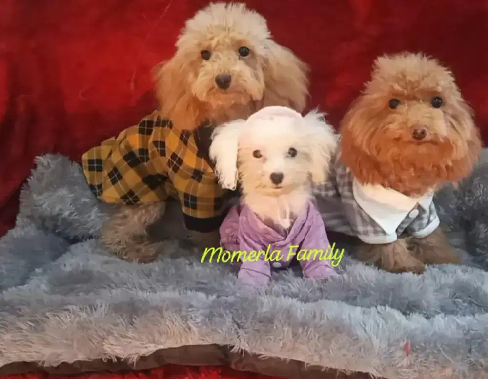 Poodle jantan stb perkin