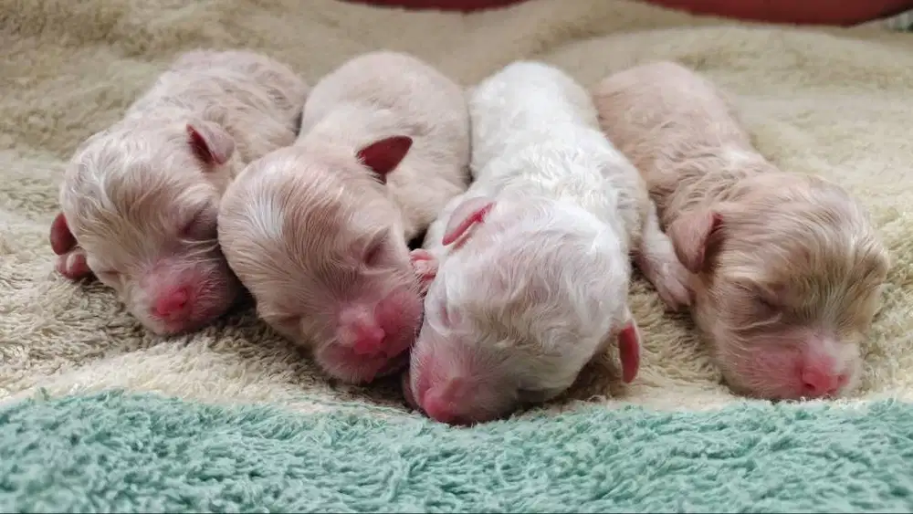 OPEN BOOKING ANAK PODDLE