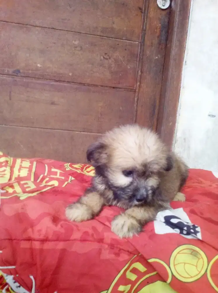 Shintzhu puppy mix pom 2bulan betina nama lala