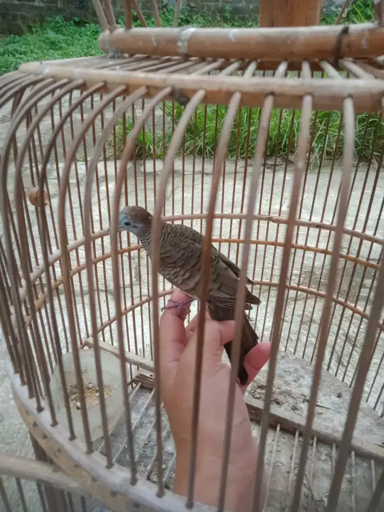 Burung perkutut lokal jinak rajin bunyi murah fullset