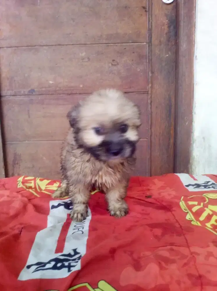Shintzhu pupy betina mix pom 2bulan nama lulu