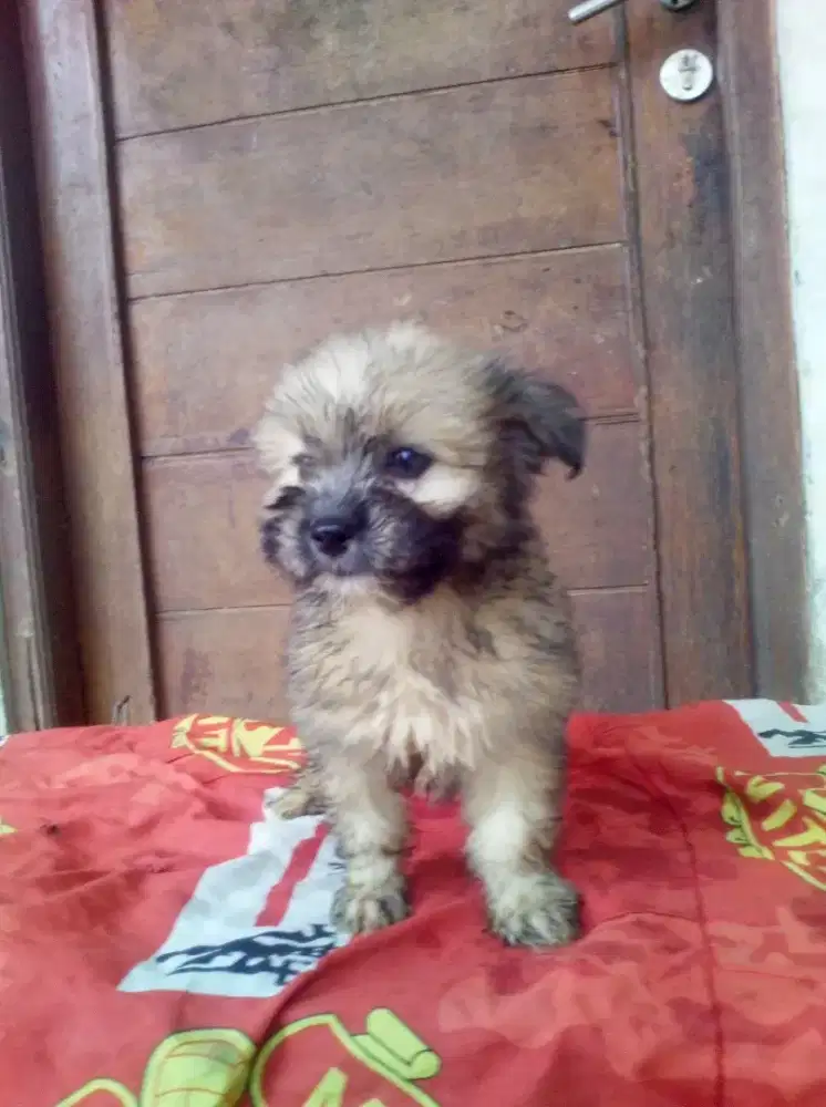 Shintzhu pupy  mix pom 2bulan betina nama lena