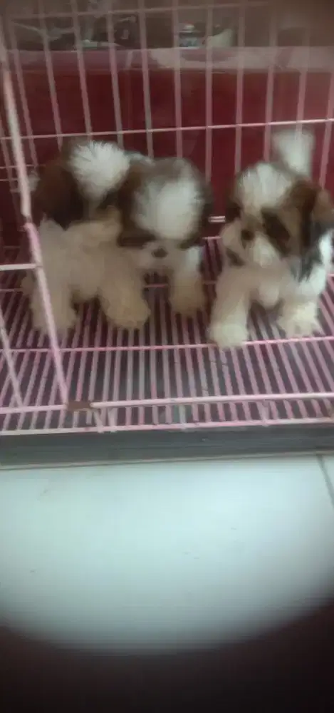 Anakan Shitzu jtn btn 5 Minggu