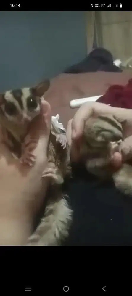 sugar glider classic grey sepasang termasuk kandang