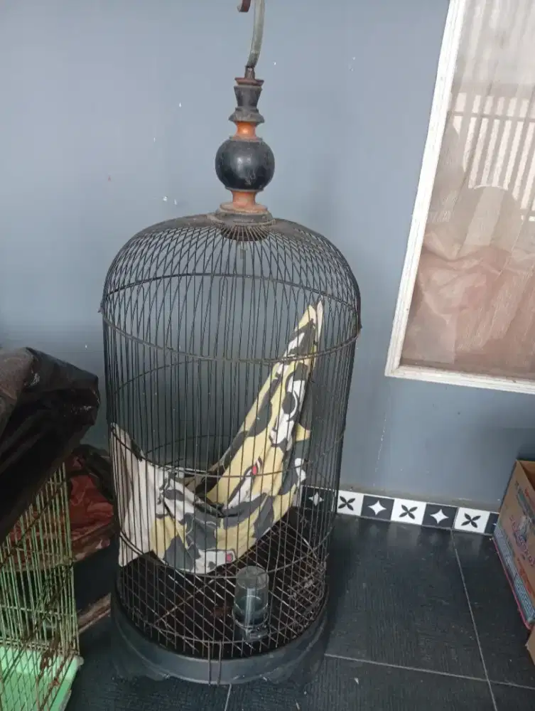 Jual sangkar Kotak dan sangkar Lovebird bekas ukuran besar