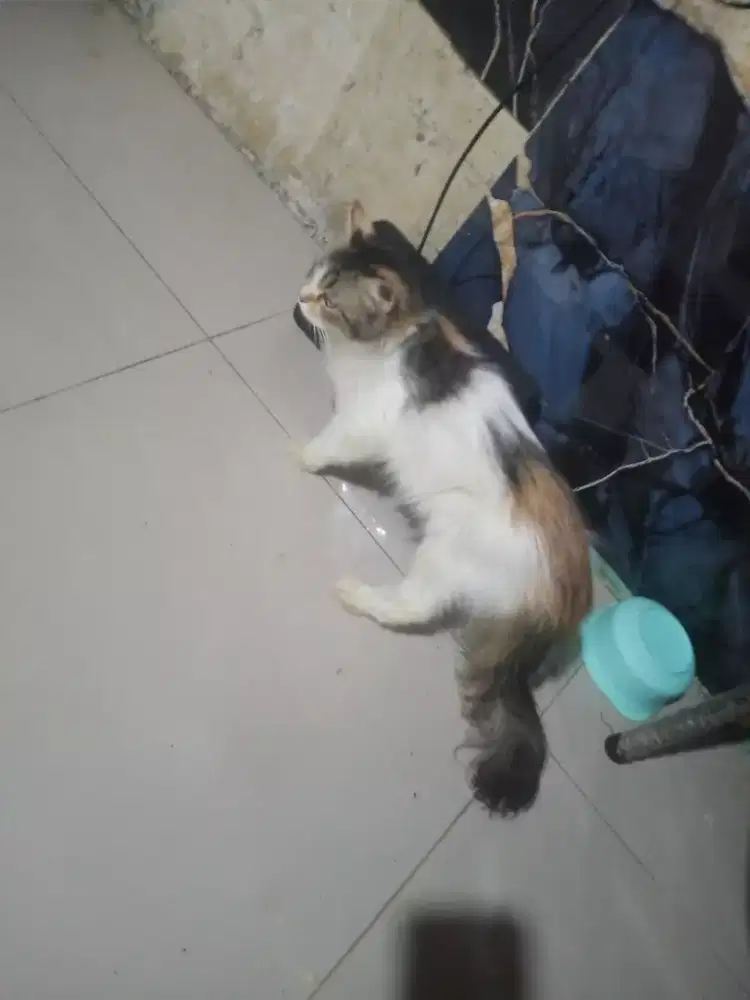 Di lepas kucing Persia flat