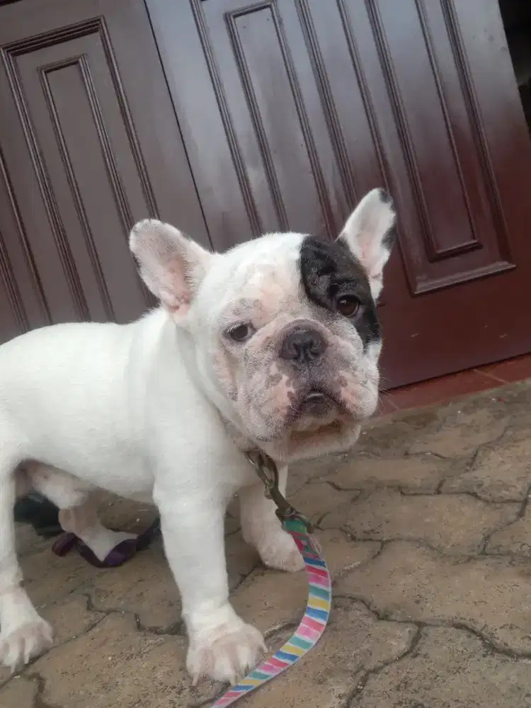 Salon pet mandikan anjing. Kucing panggilan terdekat