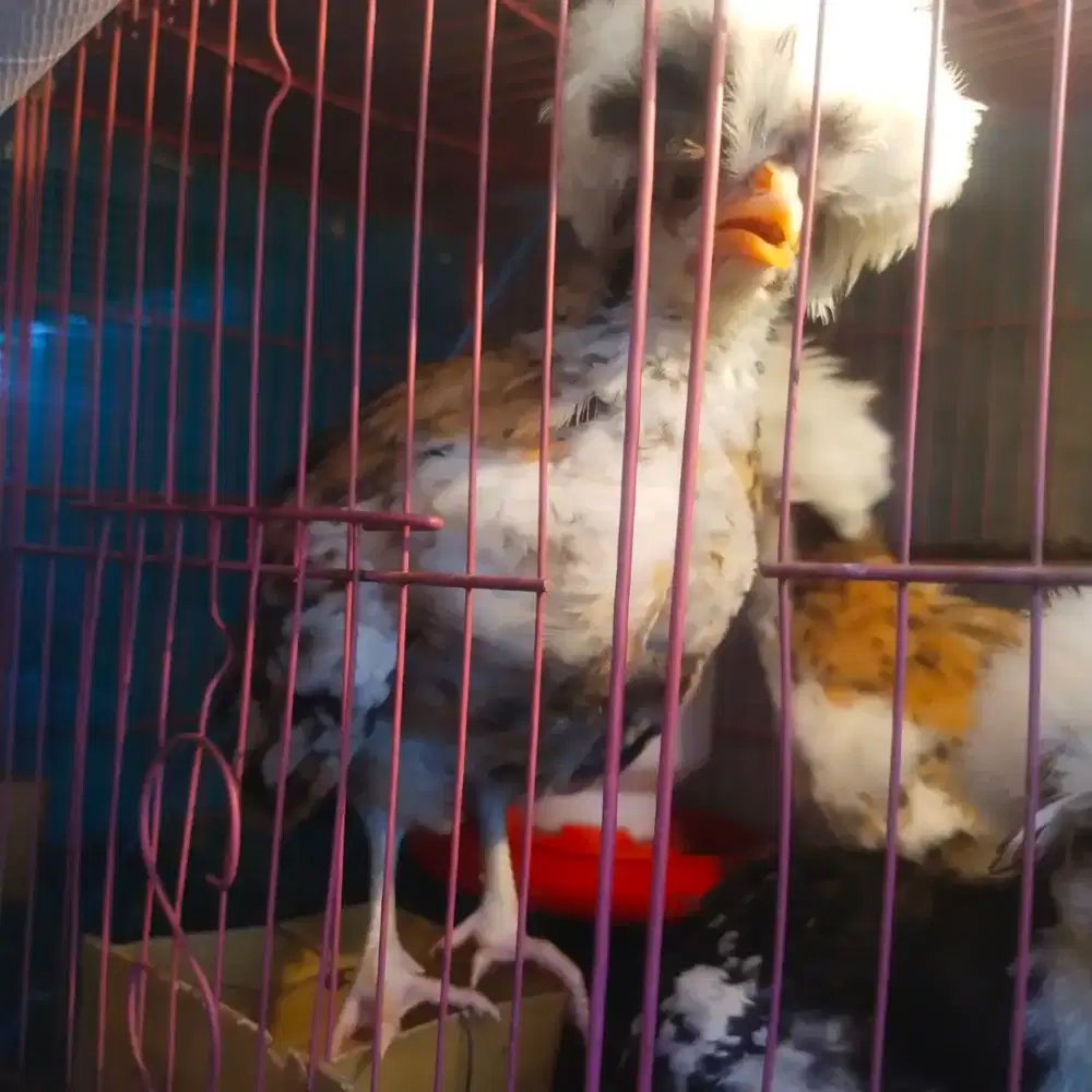 Ayam Hias Poland Usia 1,5 bulan