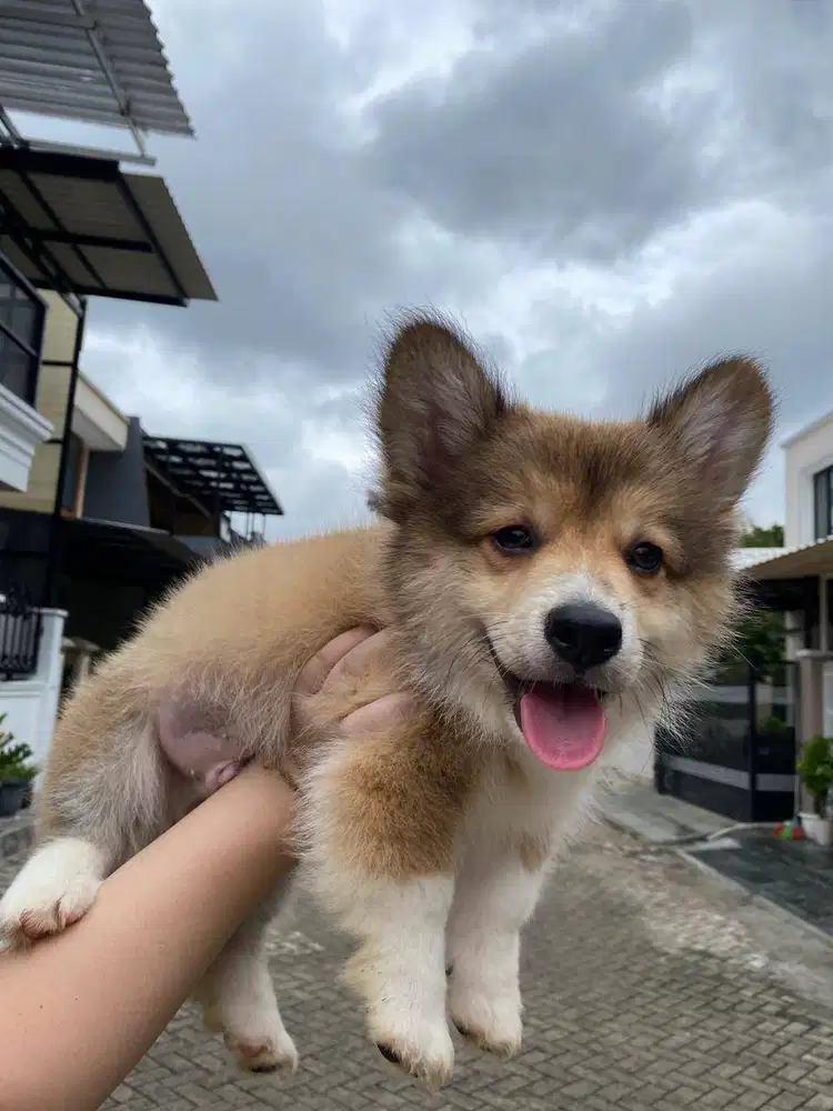 Dijual anak anjing puppy Corgi jantan\male sable white long hair