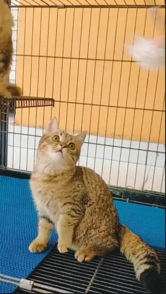 British shorthair jantan bulat usia 3bulan warna brown tabby