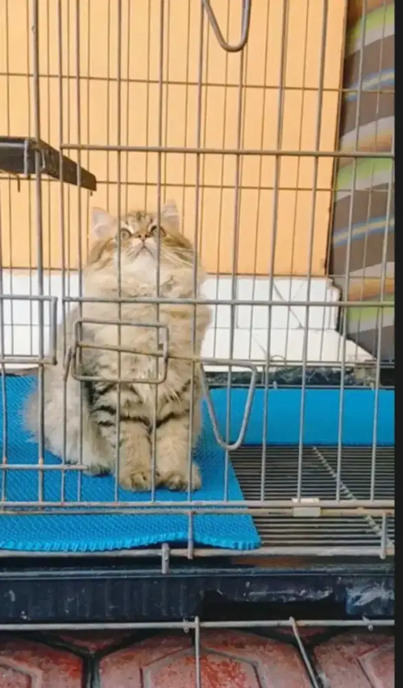 British longhair betina super gembul 3bulan warna brown tabby