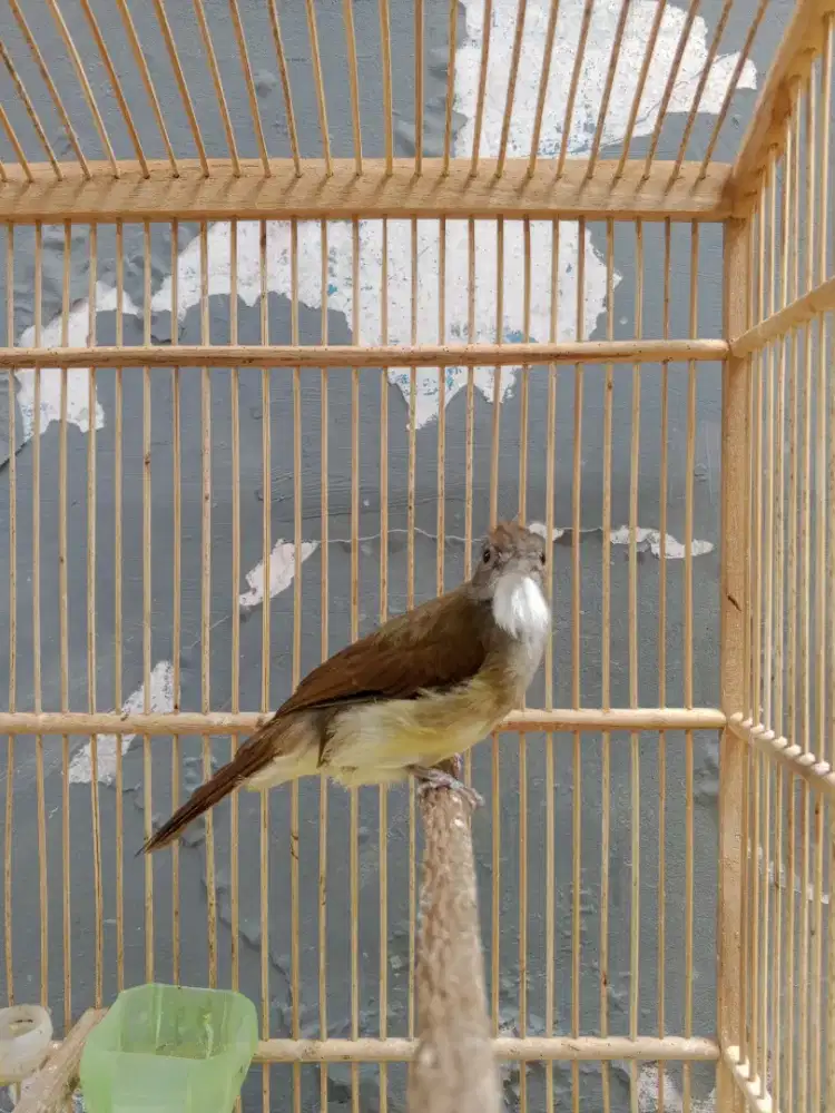 cucak jenggot jabar ori priangan Gacor