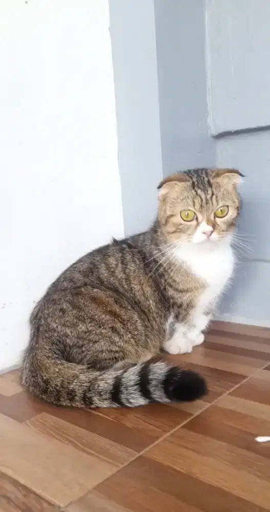 Munckhin Gaelic betina birahi