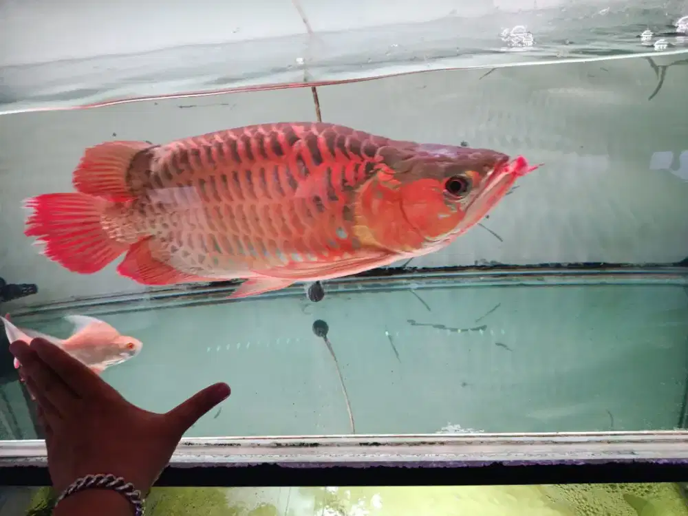Ikan ARWANA SUPER RED SHORT BODY/BANTET