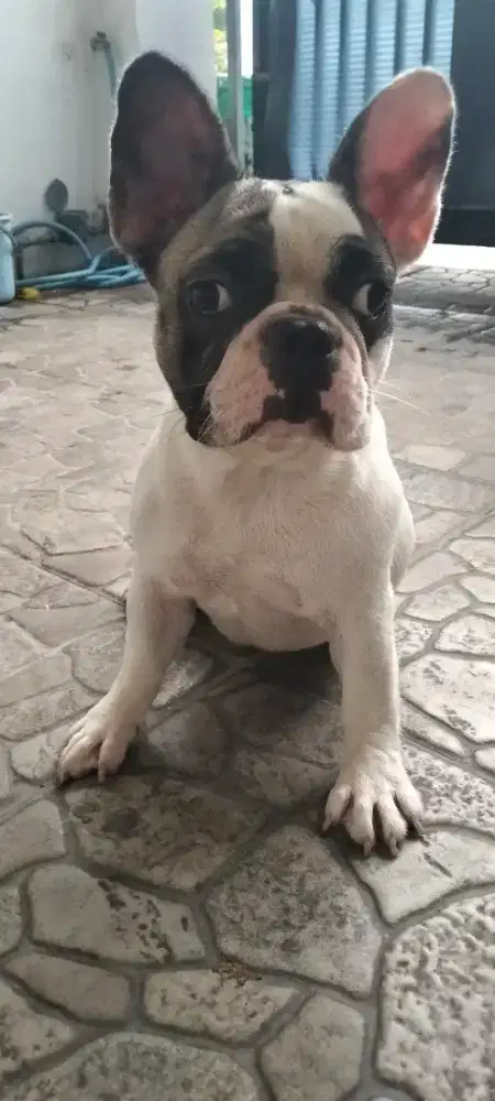 frenchie bulldog betina
