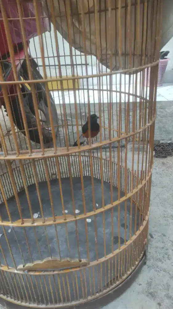 Gacor 24jam bunyi MH prestasi