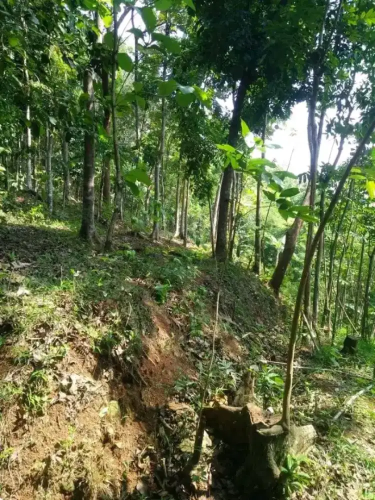 Kebun luas murah dekat unnes