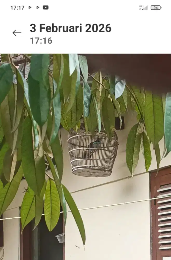 Burung kutut lokal tumpang sari