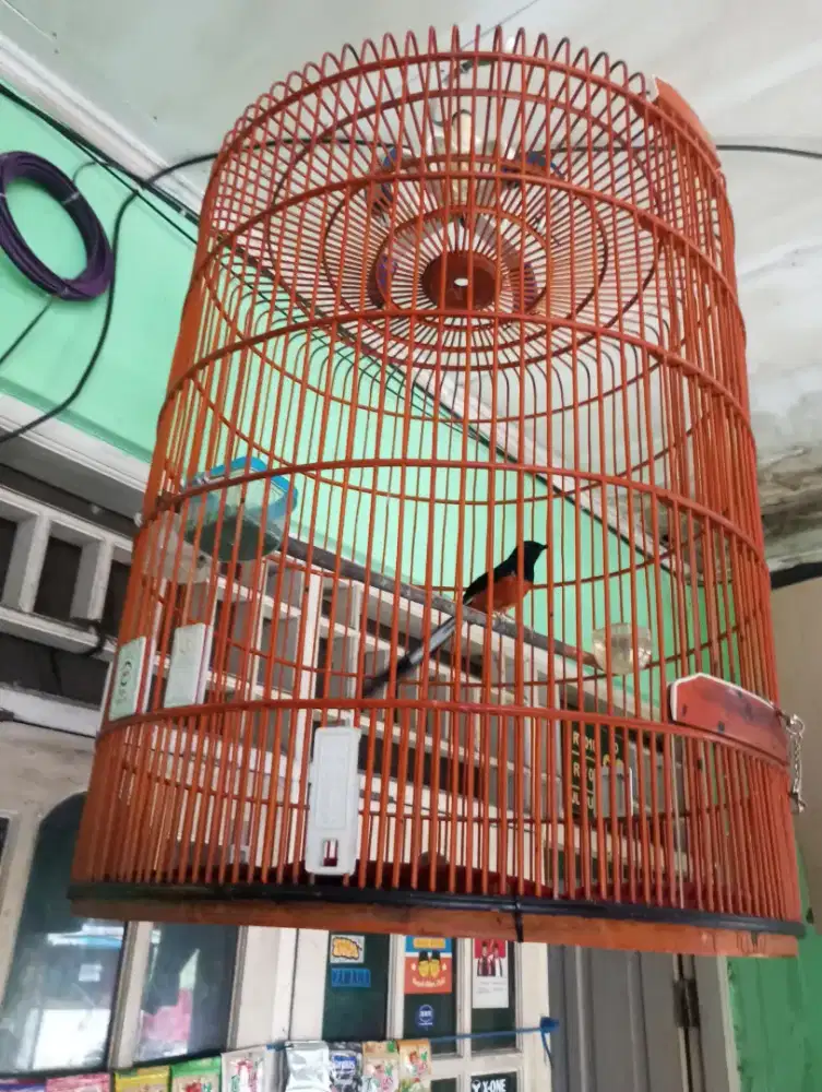 Murai batu gacor fullset