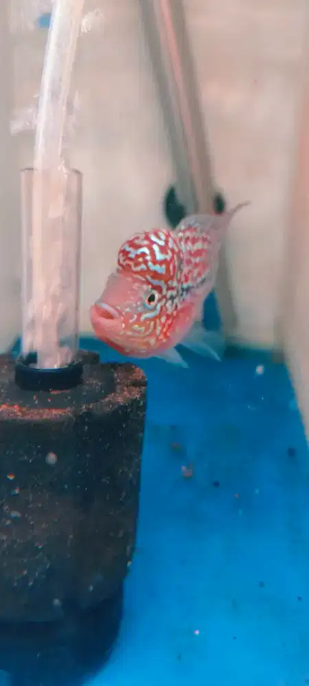 Louhan Kamfa F3 Cilnong