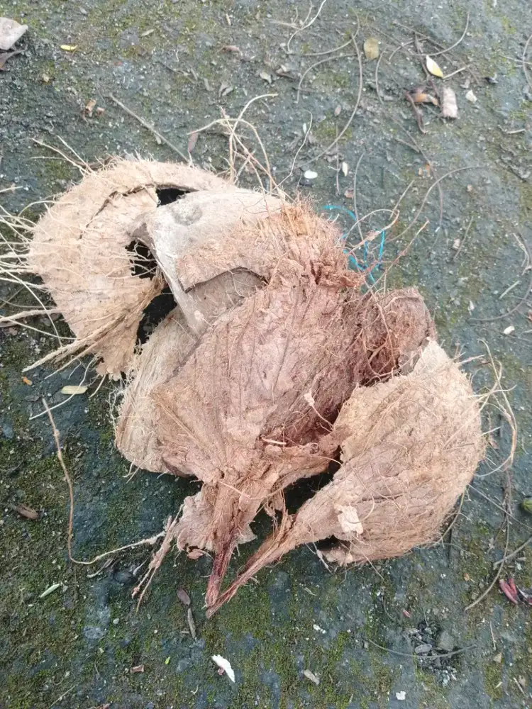 Jual batok kelapa mentah