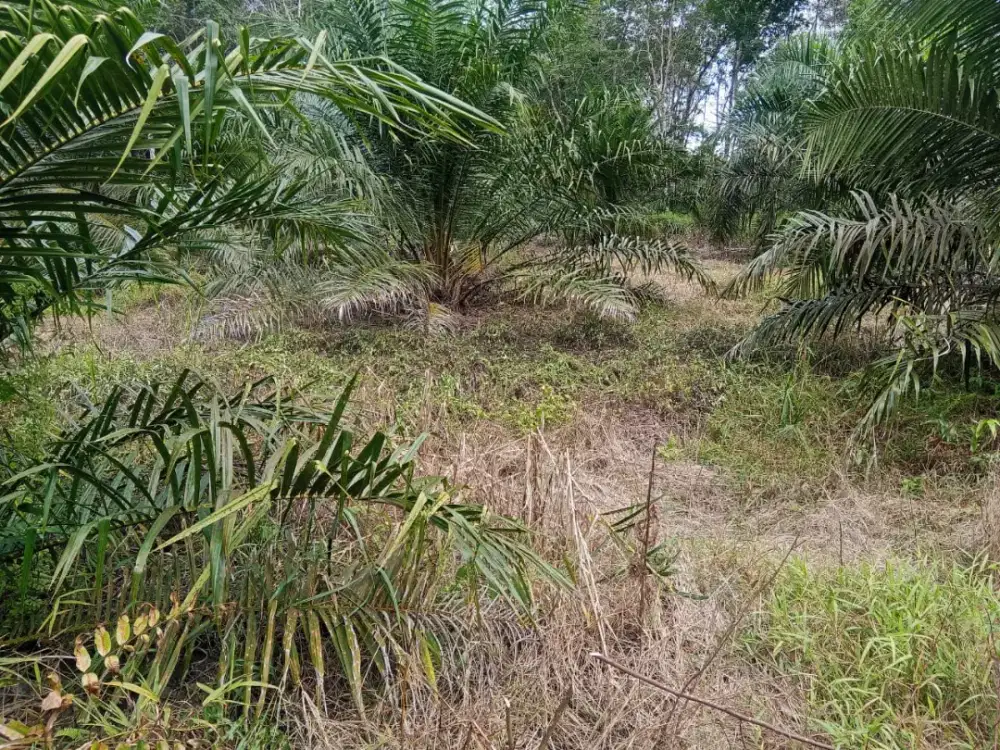 Dicari tukang rawat dan panen kebun sawit