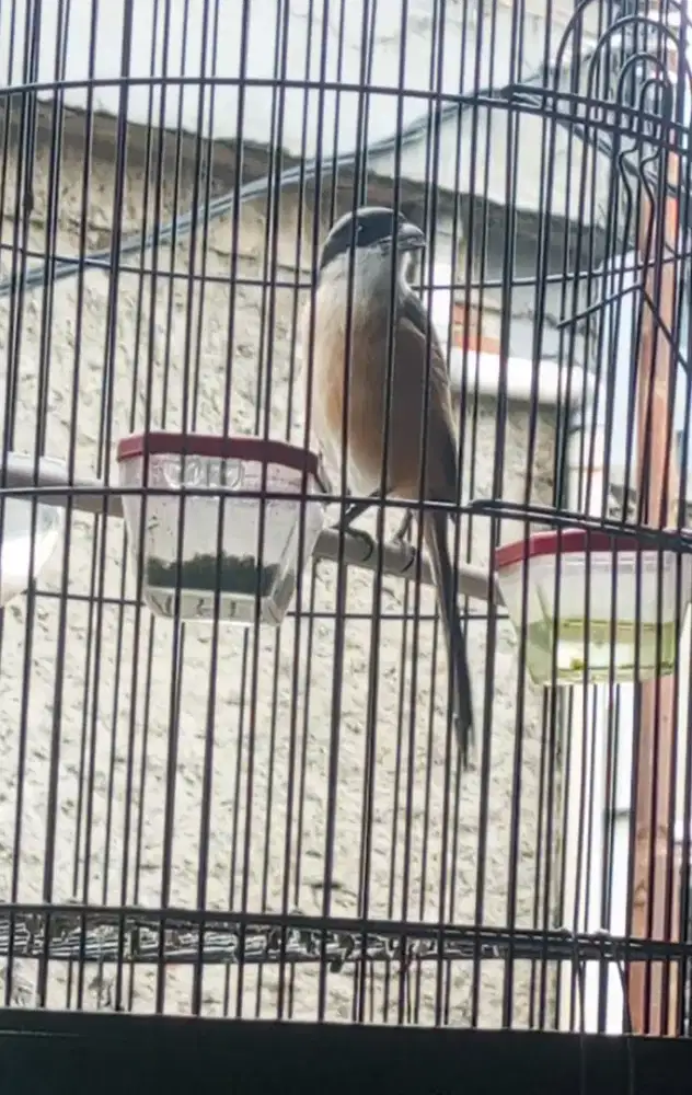 Pentet Jawa barat rajin bunyi