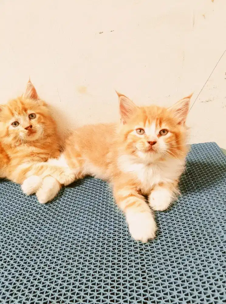 Kitten mainecoon Betina Pure No mix. Induk ped cfa maine Coon