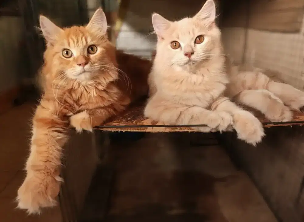 lepas adopsi bocil kucing persia