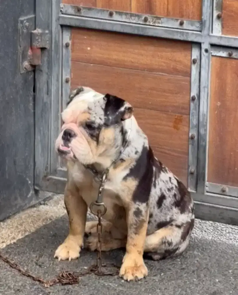 English bulldog exotic