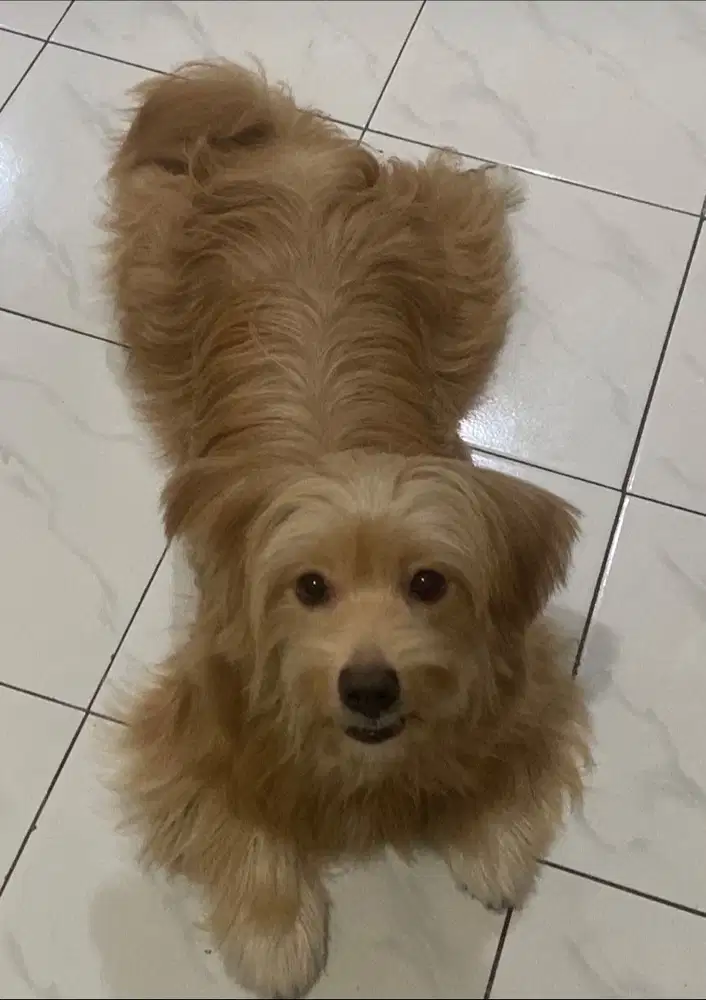 {OPEN ADOPT} Anjing Mix