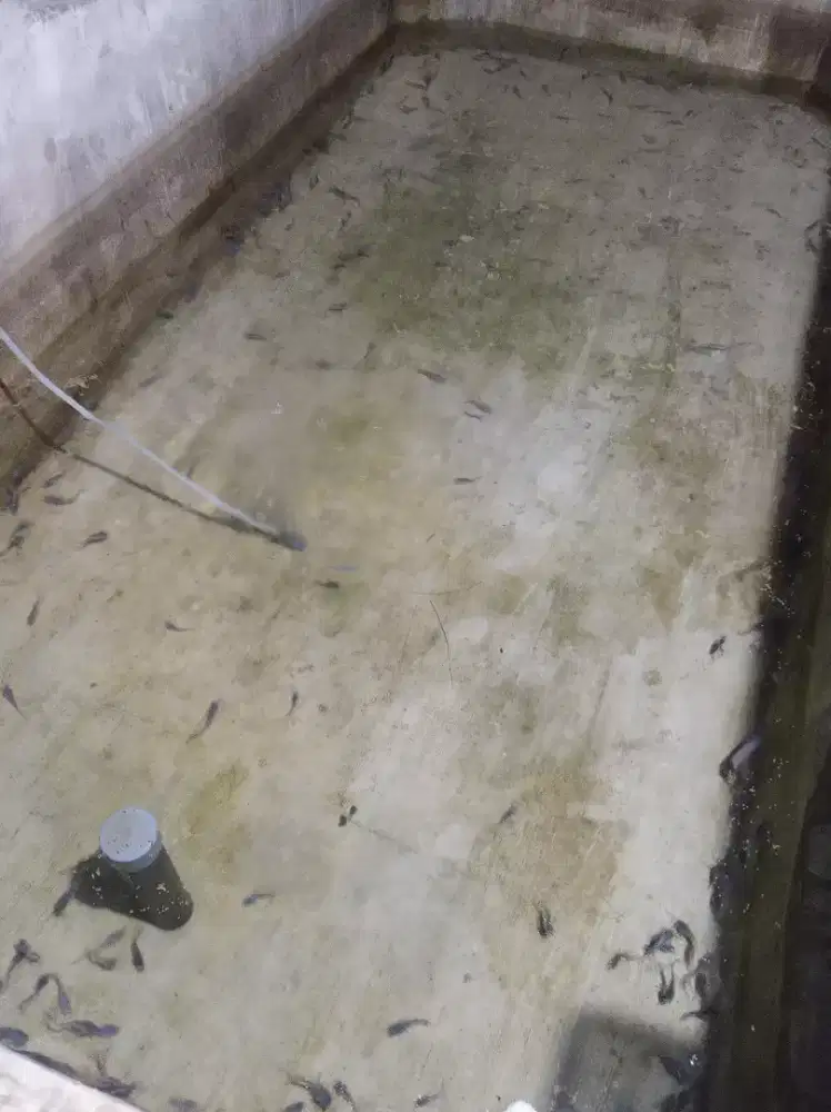 Bibit lele uk. 1-2 cm = 1000 ekor