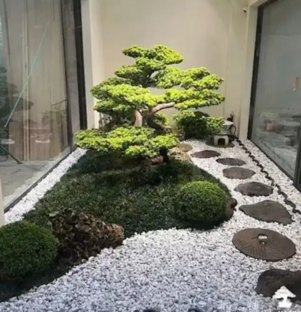 jual rumput jepang murah