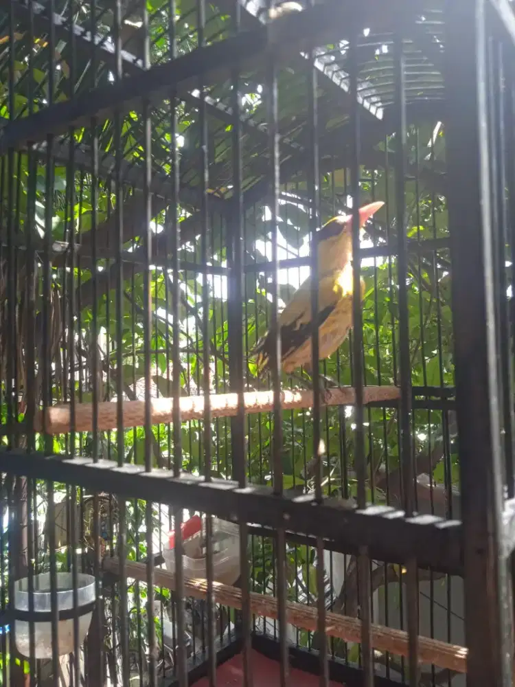 Kepodang jantan full shet