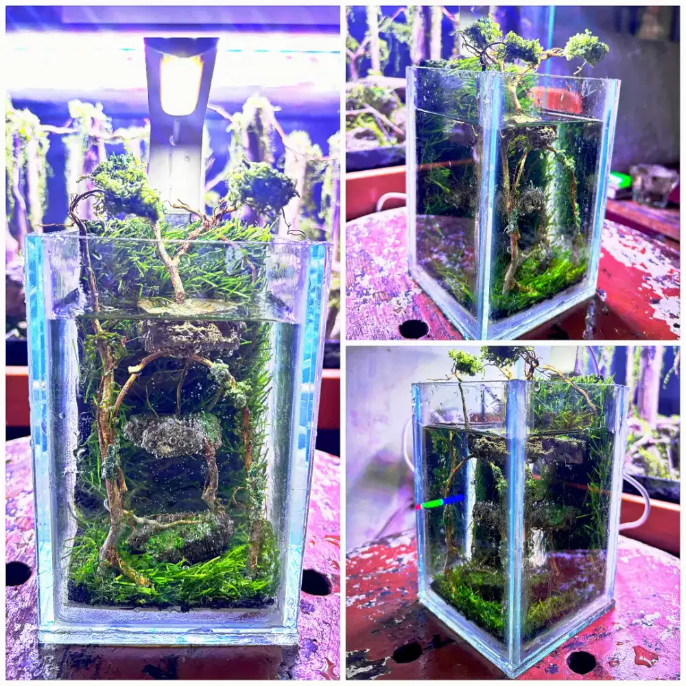 Aquascape Aquarium Mini Fullset Harga Promo 100rb