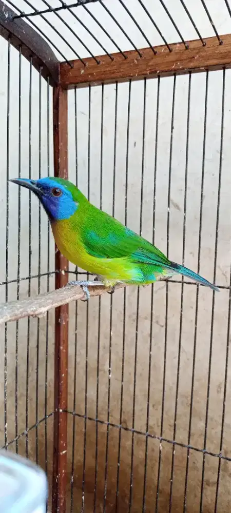 Burung Masteran isian