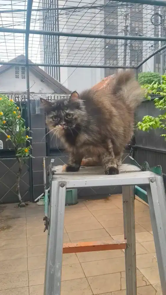 Kucing Persia Calico