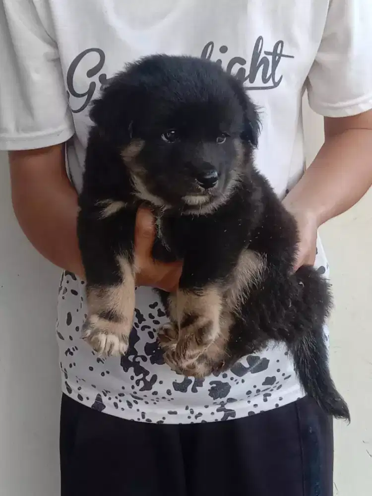 Mix herder betina umur 2 bln