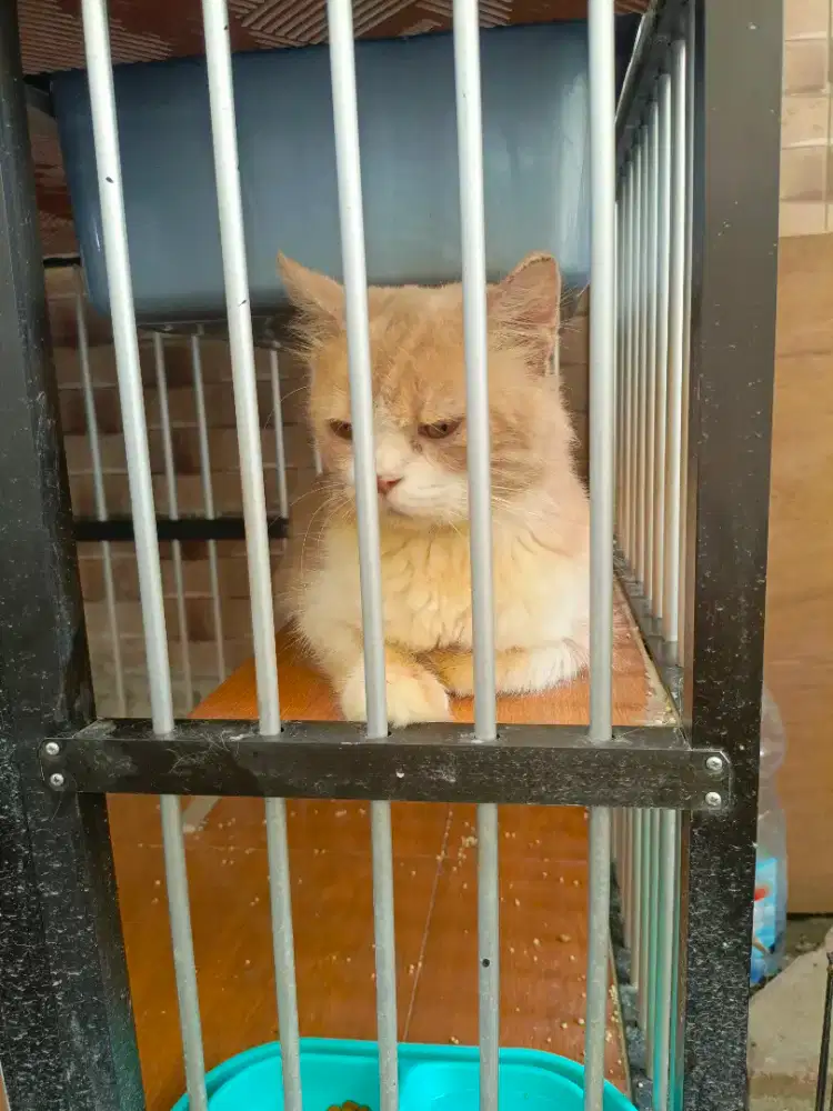 kucing persia medium