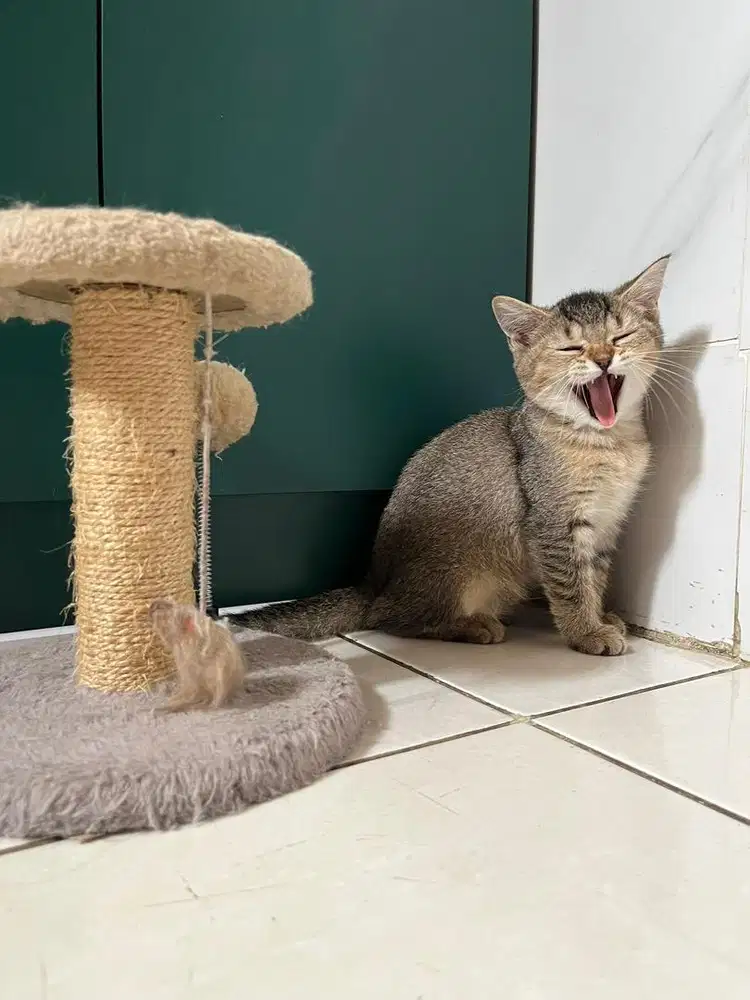 BSH x Scottish Straight