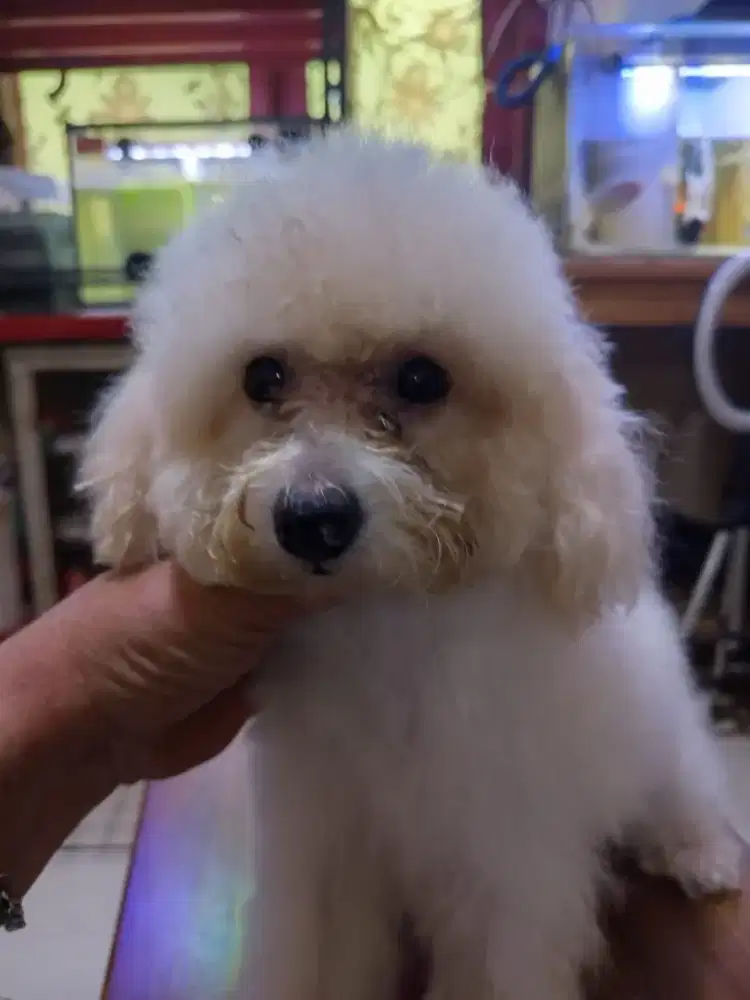 Jual betina poodle.putih