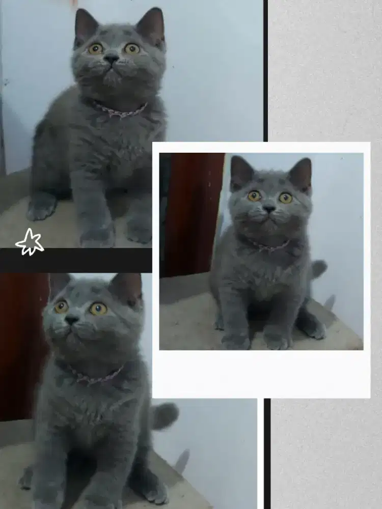 BSH Blue Female Line Ped Wcf