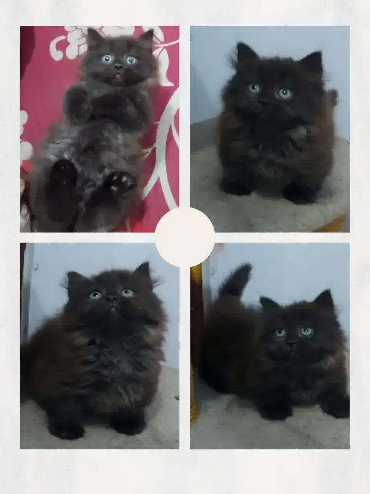 Munchkin BLH Black Solid Jantan