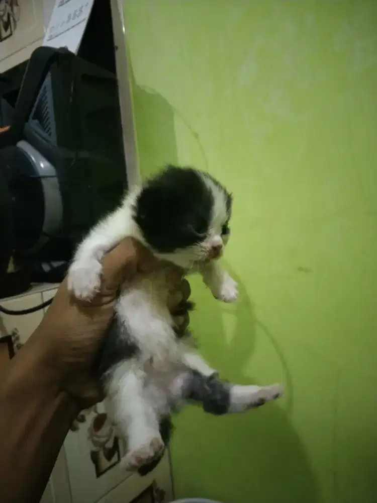 Kucing munchkin sepasang / kaki bogel usia 3 Minggu