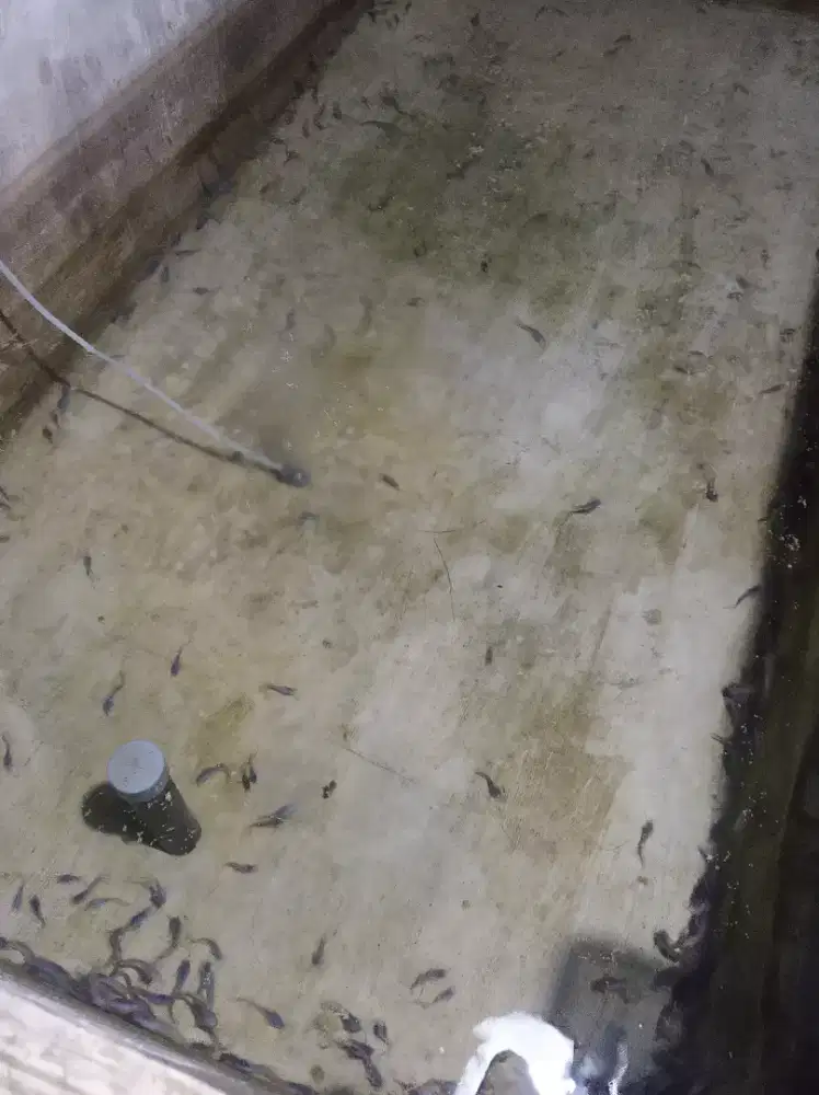 Bibit lele uk. 1-2 cm = 1000 ekor