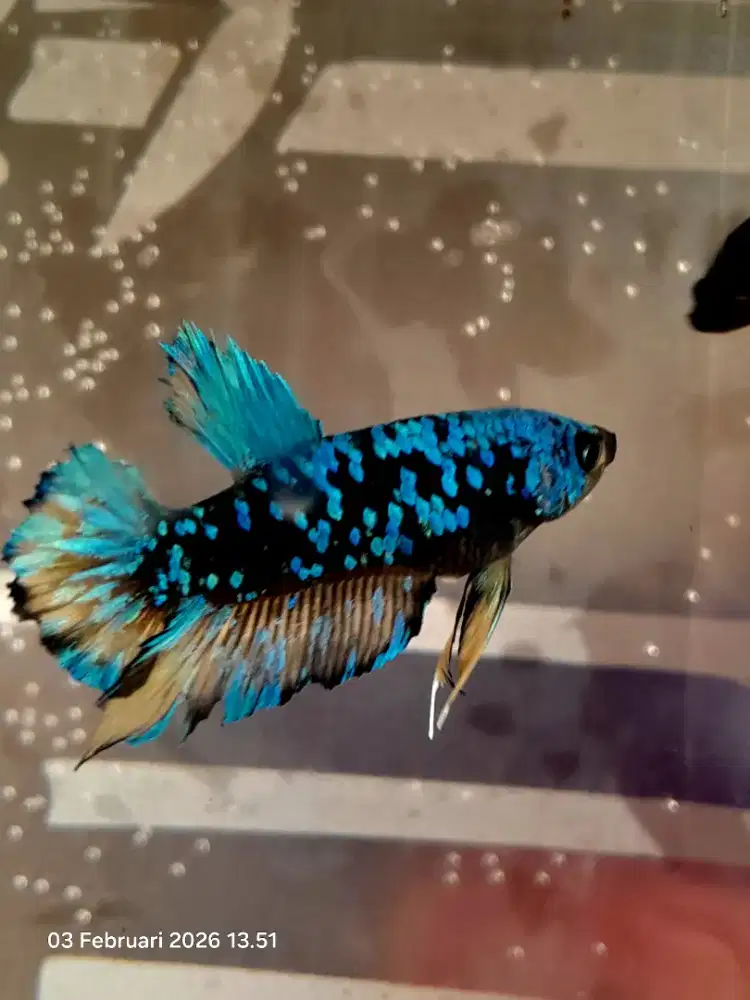 Partaian cupang 10 ekor