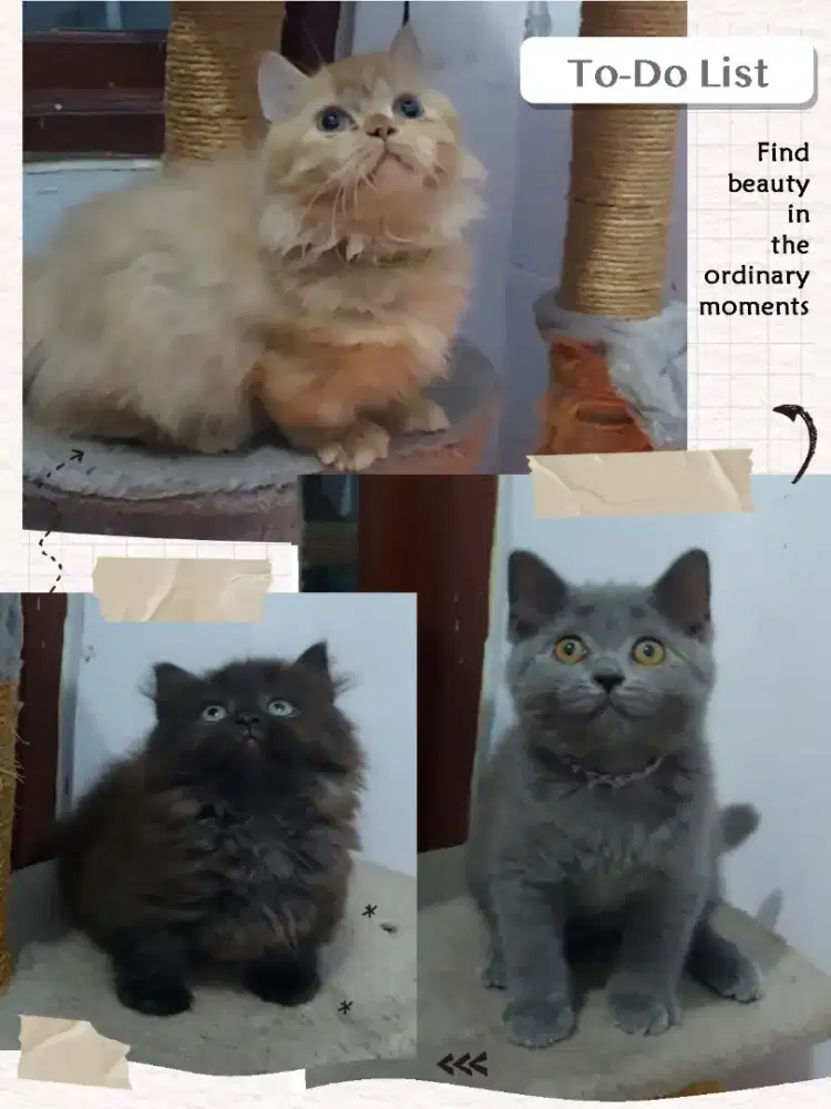 Borongan BSH dan Munchkin