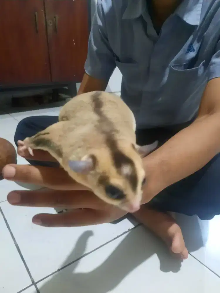 SugarGlider WF Obes Jantan