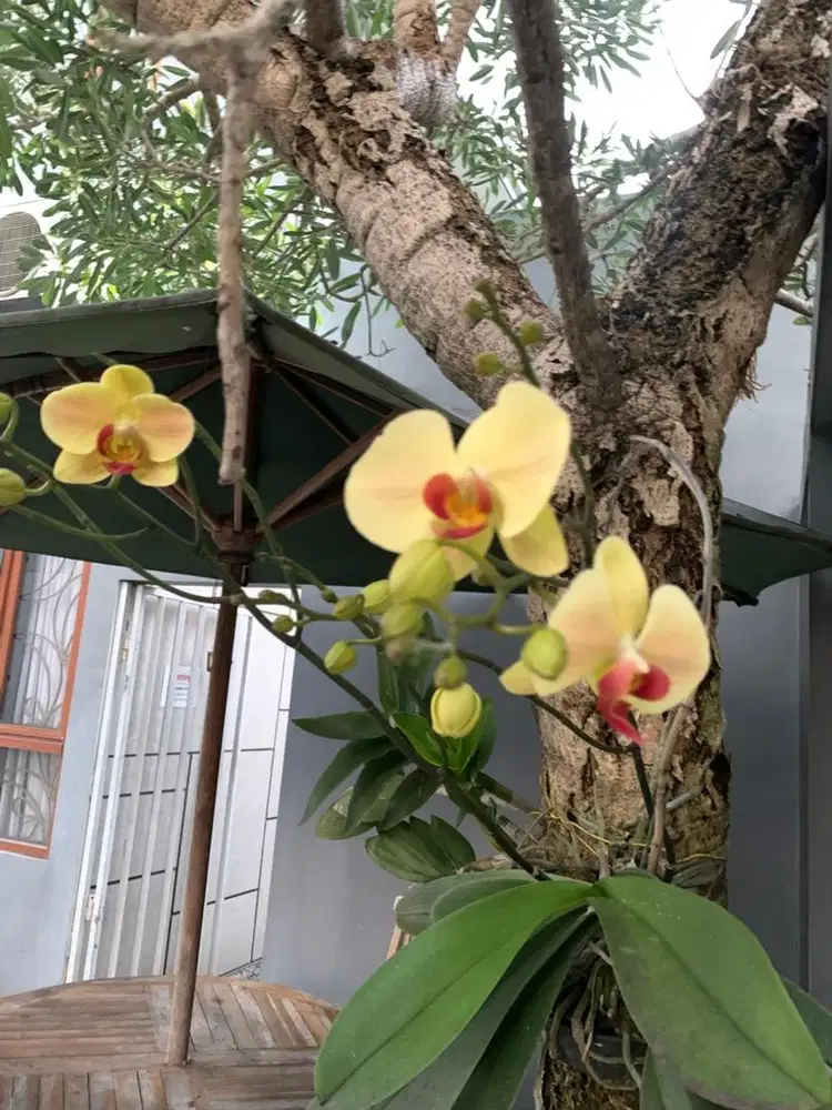 SEGERA..Lowongan kerja ART menginap lokasi jogja