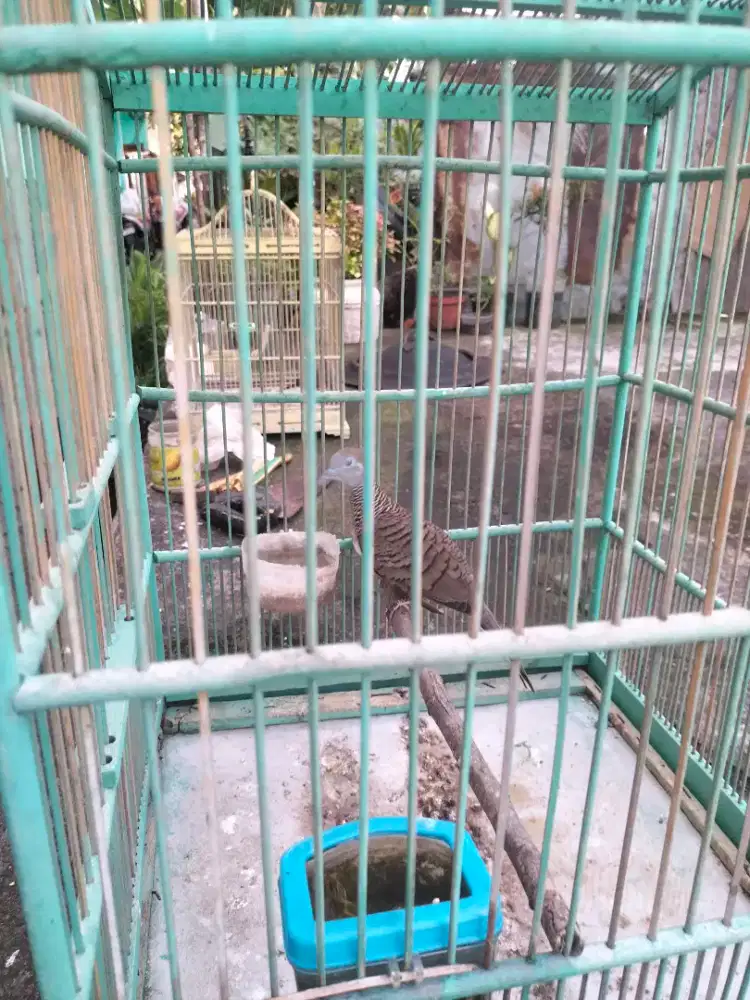 Burung perkutut